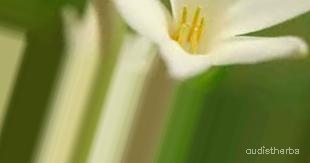 augmented_Polianthes tuberosa flower8_0_7335.jpeg